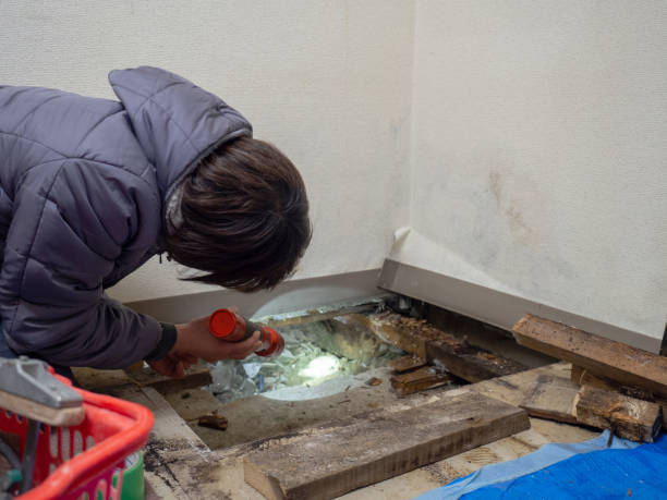 Best Basement Mold Removal  in Kapolei, HI