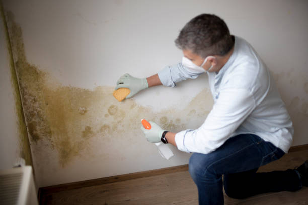 Best Mold Prevention Services  in Kapolei, HI