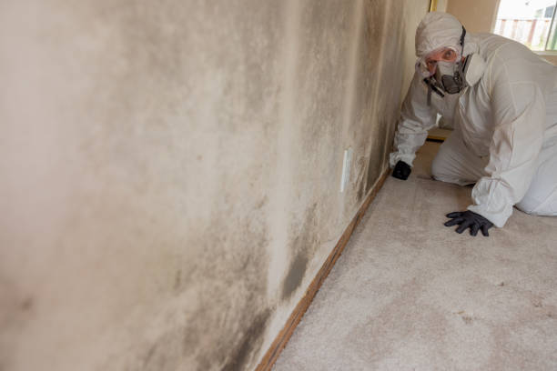  Kapolei, HI Mold Removal Pros
